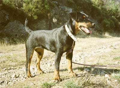 chasse en forret ou en plaine chasse a cour et pêche en chasse en forret ou en plaine chasse a cour et pêche en